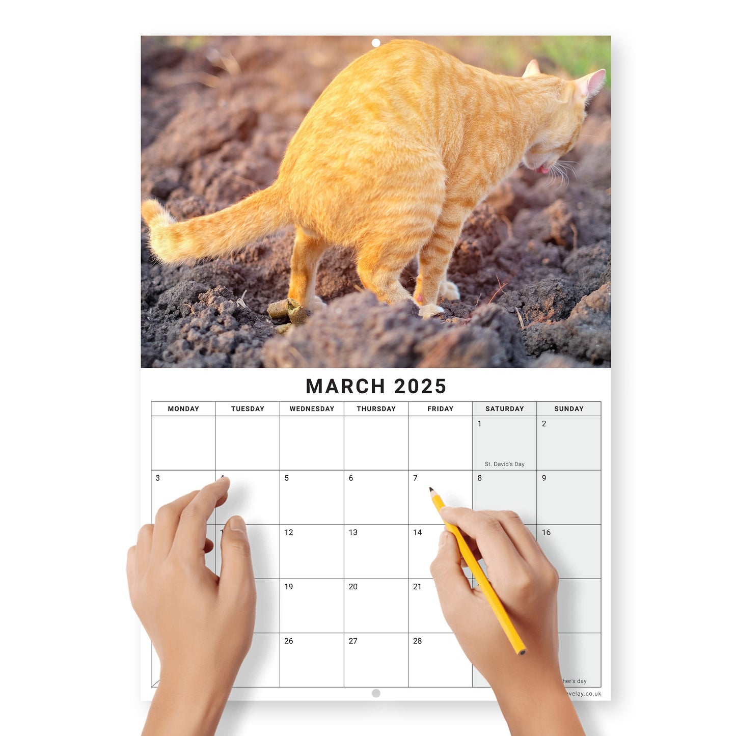 2025 Funny Pooing Cats Calendar: Monthly Wall Planner