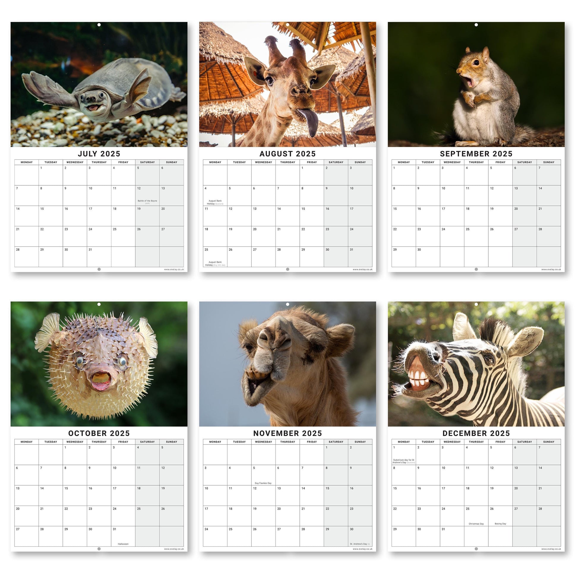 2025 Animal Selfies Calendar: Monthly Wall Planner Etsy