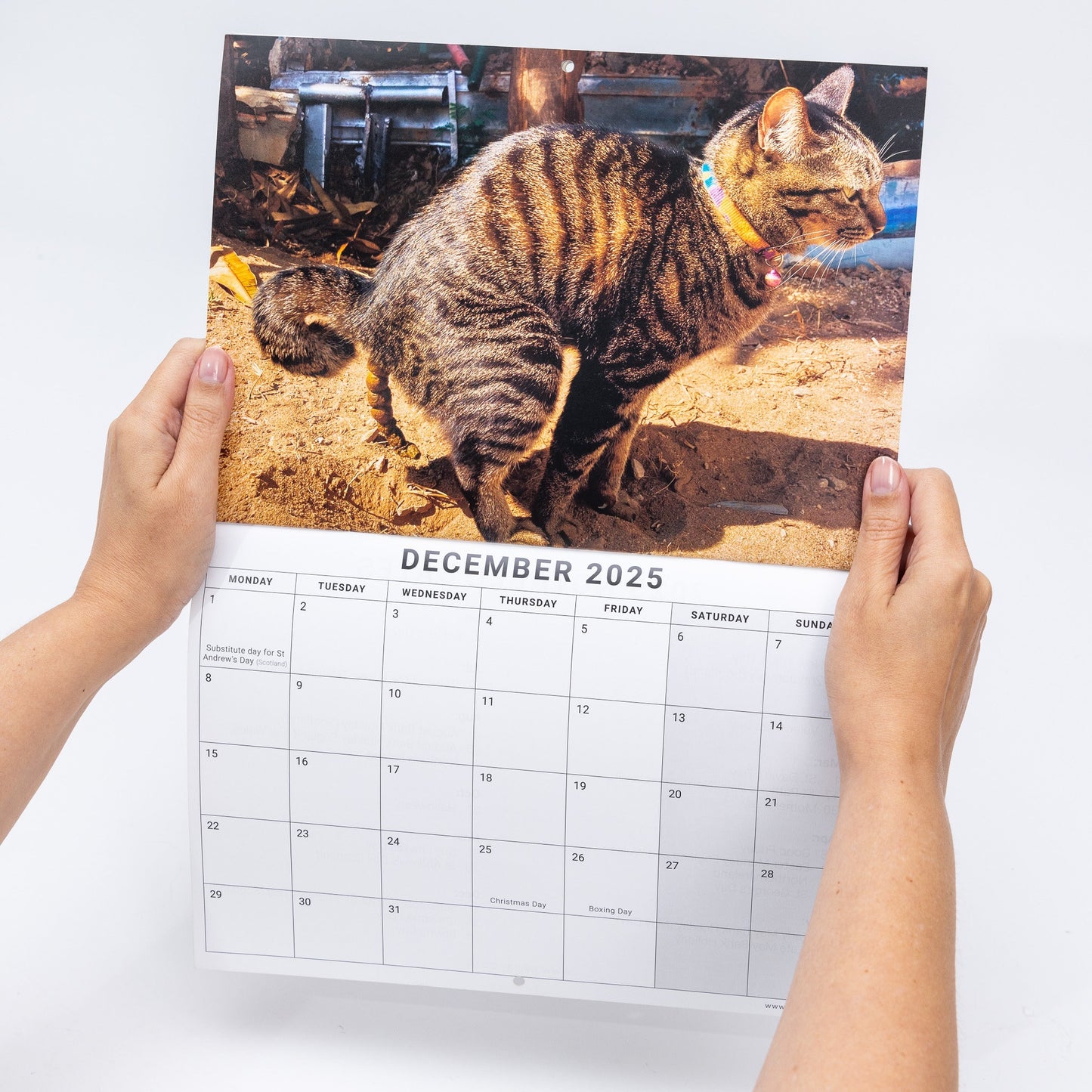 2025 Funny Calendar Pooing Cats Wall Monthly Planner secret santa Staff Rota funny office planner Christmas stocking filler