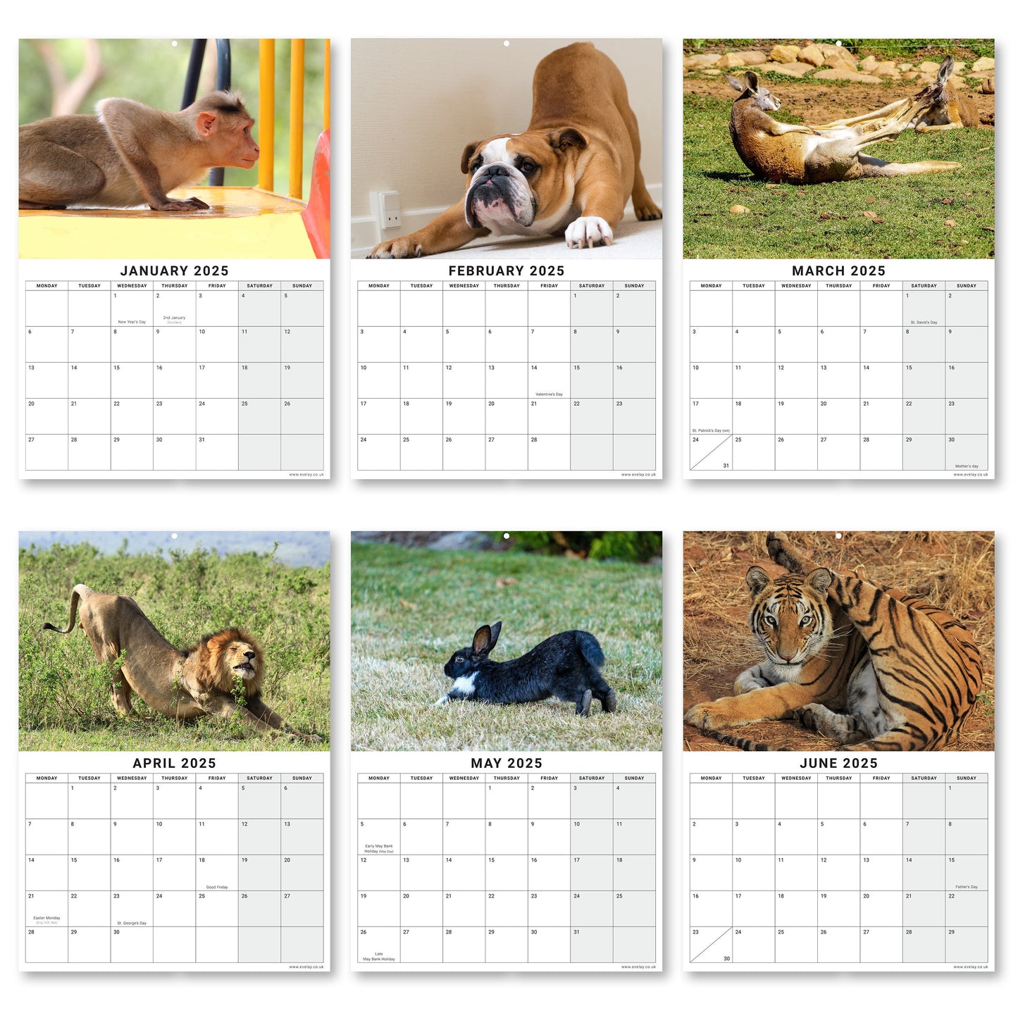 2025 Calendar Animal Yoga Wall Monthly Planner Family Home Organiser Funny
