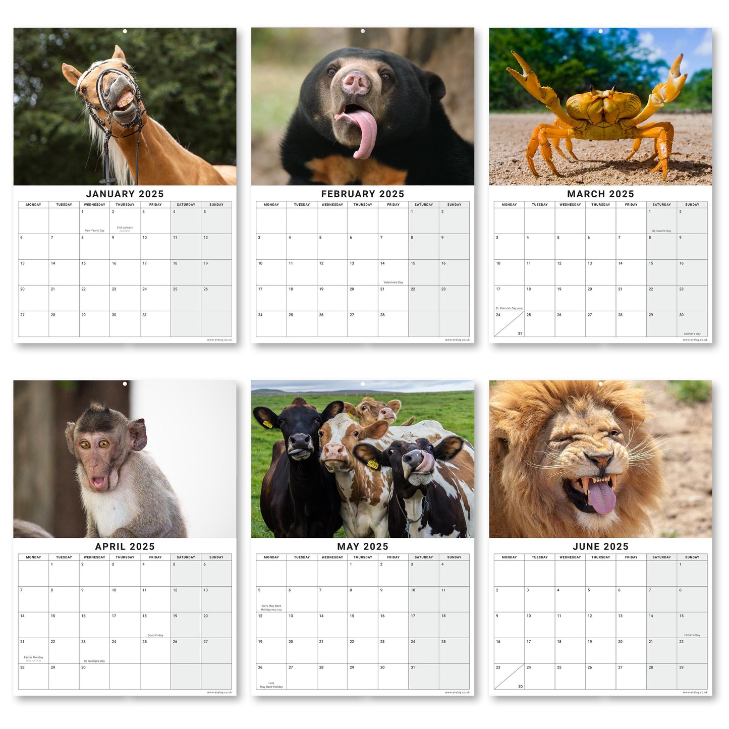 2025 Calendar Animal Selfies Wall Monthly Planner Family Home Organiser Animal Selfies