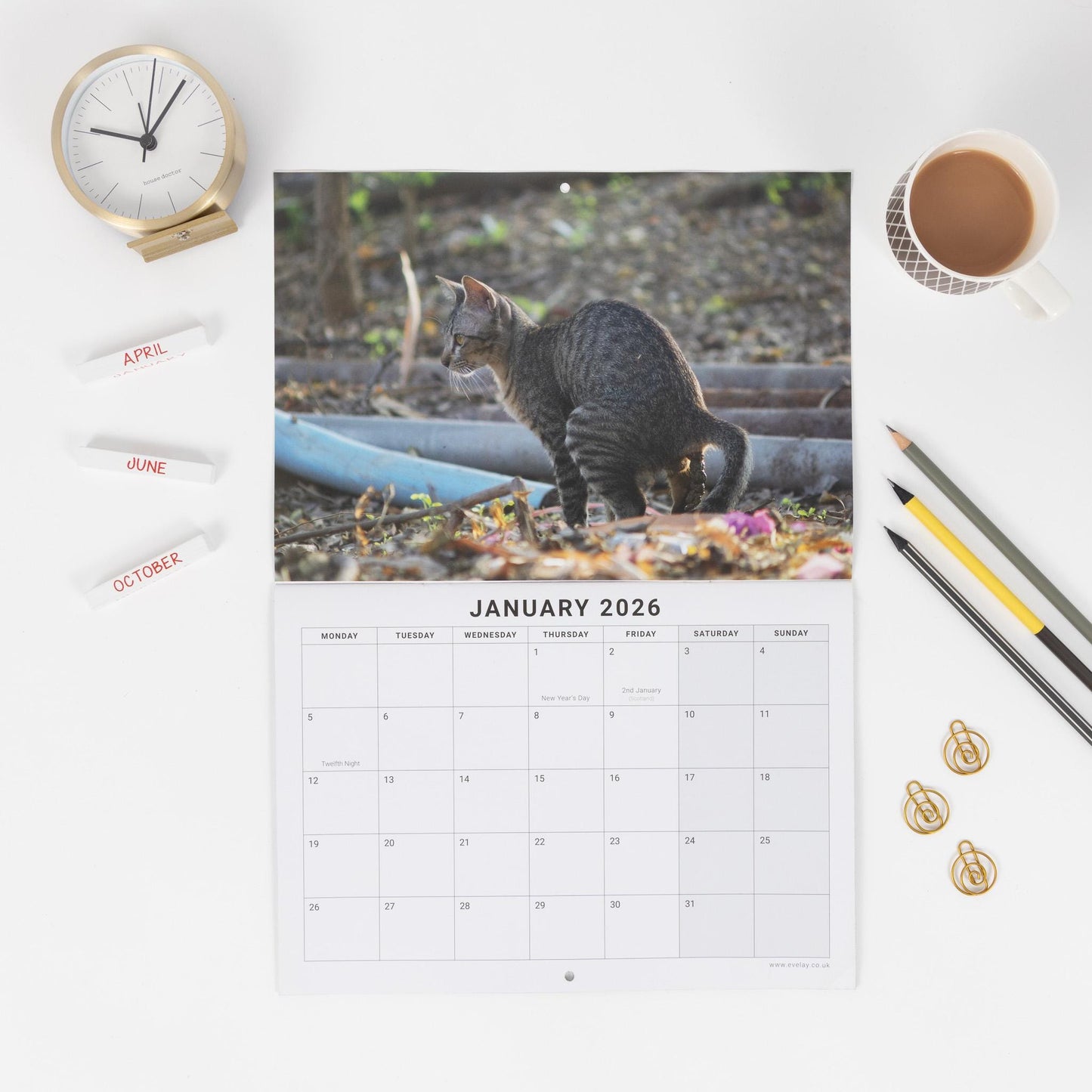 Funny Pooing Cats 2026 Wall Calendar: Monthly Planner